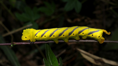 Acherontia