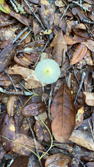 Leucocoprinus fragilissimus image