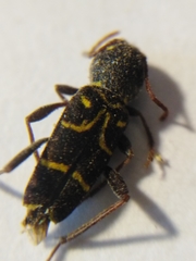Xylotrechus antilope