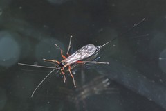 Perithous albicinctus