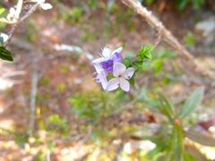 Veronica formosa