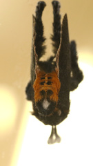 Scopelodes albipalpalis