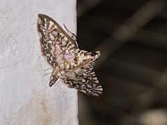 Glyphodes onychinalis