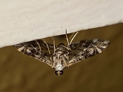 Glyphodes onychinalis