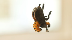 Scopelodes albipalpalis