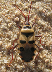 Probergrothius angolensis