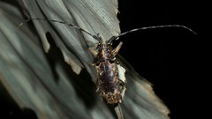 Epepeotes luscus