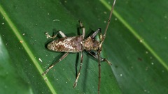 Acalolepta rusticatrix