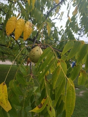 Juglans nigra