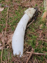 Phallus impudicus