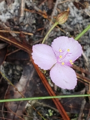 Callisia ornata