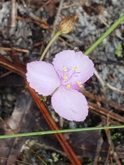 Callisia ornata