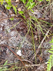 Callisia ornata