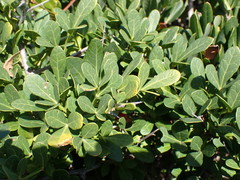 Searsia laevigata