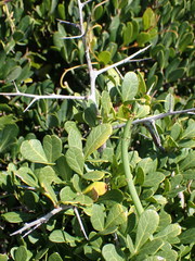 Searsia laevigata