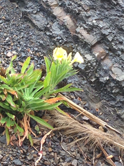 Oenothera elata hookeri