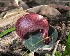 Corybas aconitiflorus