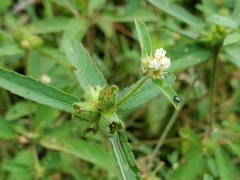 Croton glandulosus septentrionalis
