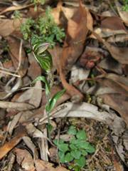 Pterostylis striata
