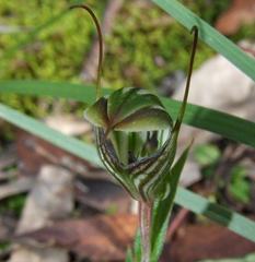 Pterostylis striata
