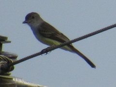 Myiarchus ferox