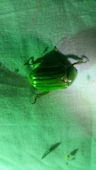 Chrysina gloriosa