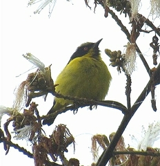 Dacnis flaviventer