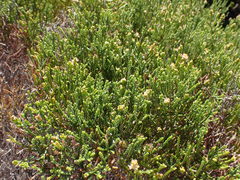 Passerina paleacea