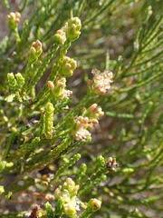 Passerina paleacea