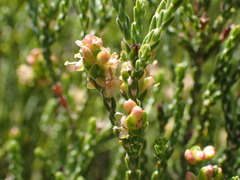Passerina paleacea