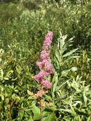 Spiraea tomentosa