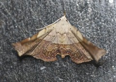 Esthlodora versicolor