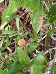 Disholcaspis quercusomnivora