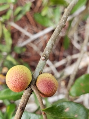 Disholcaspis quercusomnivora