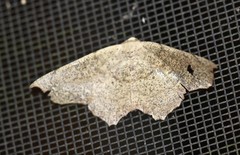 Polyacme dissimilis