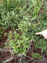 Disholcaspis quercusomnivora