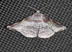 Oenochroma turneri