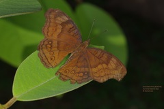Junonia hedonia ida
