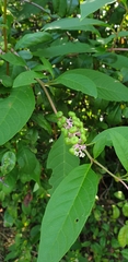 Phytolacca americana