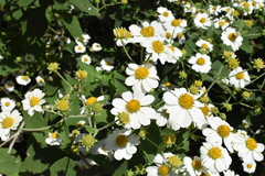 Montanoa leucantha