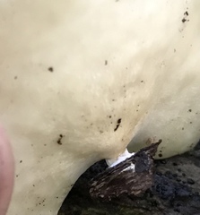 Pseudofavolus cucullatus