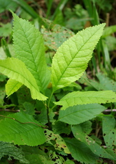 Fraxinus pennsylvanica