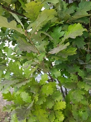 Quercus robur