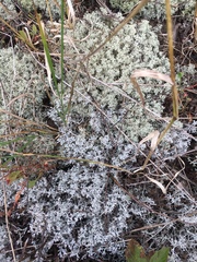 Cladonia arbuscula mitis