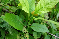 Fraxinus pennsylvanica