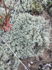 Cladonia arbuscula mitis