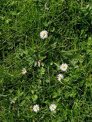 Bellis perennis