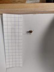Parasteatoda