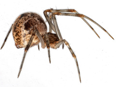 Parasteatoda