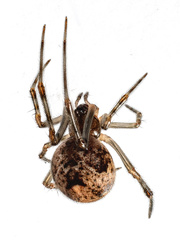 Parasteatoda